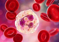 NEUTRÓFILOS ¿Qué son los neutrófilos? NEUTRÓFILOS ¿Qué son y cuál es su utilidad?