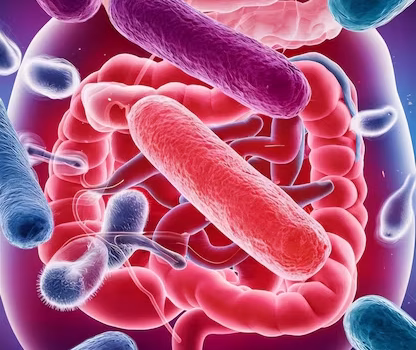 SALUD INTESTINAL – FUNCIÓN SEXUAL – MICROBIOTA ¿PUEDE LA SALUD INTESTINAL AFECTAR LA ERECCIÓN Y LA FUNCIÓN SEXUAL? HAY RELACIÓN?